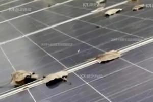 莫藝一鍵解析工商業分布式光伏電站秋季運維策略