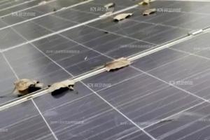 莫藝淺談工商業光伏屋面的秋季防水攻略